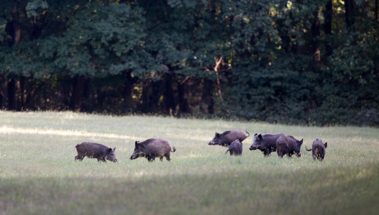 Photo: Styx: Draußen bei den Wildschweinen